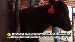 US detects human case of screwworm infestation | Maryland resident infected after Guatemala trip News Clip