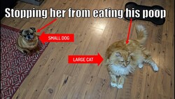 Stopping Dog from Eating Cat Poop (with engineering) Instructional Video