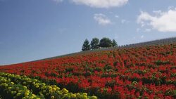 Flower field at Kanno Farm in Furano, Hokkaido, Japan Stock Footage