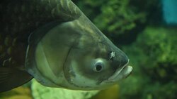 freshwater fish Stock Footage
