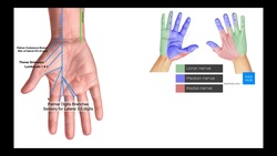 Branches of the Ulnar & Median Nerves [in Hand] Instructional Video