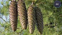 Did You Know? In 60 Seconds: Pollination Instructional Video