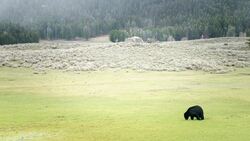 Giants of the Wild: The Fascinating World of Bears Instructional Video