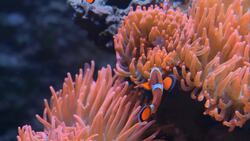 I WONDER - What Type Of Water Do Different Fish Live In? Instructional Video