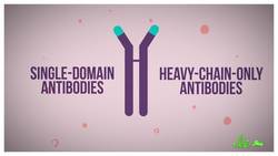 Fighting COVID-19 With... Llamas?! Instructional Video