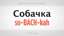How to Say "Dog" in Russian Instructional Video