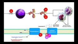 Pulmonary Pharmacology [Part 2] | Drugs Affecting Inflammation Instructional Video