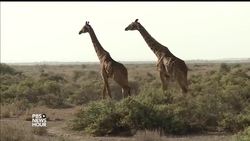 Kenya Elephants News Clip