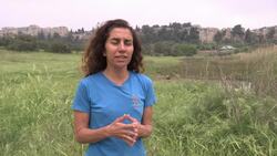 Jerusalem gazelles enjoy freedom amid lockdown Instructional Video