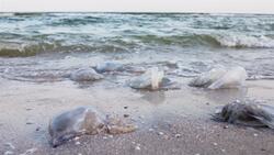 I WONDER - Can Jellyfish Sting? Instructional Video