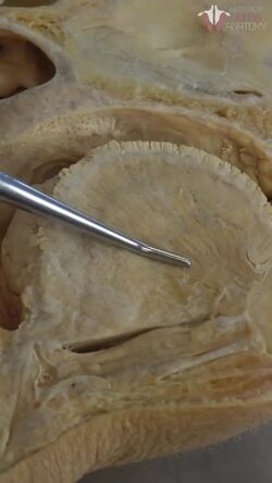 The Genioglossus Muscle: Smooth or Skeletal? Instructional Video