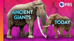 The Mystery of Earth's Disappearing Giants | IN OUR NATURE Instructional Video