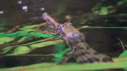 What Exactly Is a Gharial and Why Is It So Important? Instructional Video