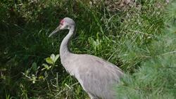Take a Look at This Amazing Sandhill Cranes Instructional Video