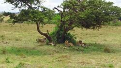 cheetahs lying under tree in savanna at africa Stock Footage