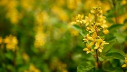 Spring field of small yellow flowers of Galphimia. Evergreen shrub of star-shaped Golden Thryallis glauca. Ornamental bloom in natural sunlight of Gold Shower. Summer meadow background, soft focus. Stock Footage