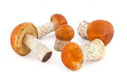 Five different red cap forest bolete mushrooms. Slowly rotating on the turntable isolated on the white background. Close-up. Macro. Stock Footage