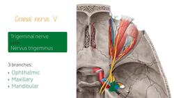 Nerves of the orbit Instructional Video