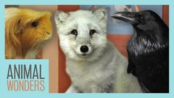 Saying Goodbye to Some Dear Friends Instructional Video