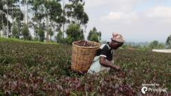 Making Tea With a Purpose: Purpose Tea Founder News Clip