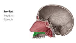 Hard palate Instructional Video