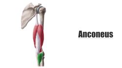 Anconeus muscle Instructional Video
