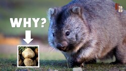 How The Wombat Poops Cubes Instructional Video