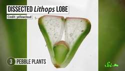 8 Crafty Plants That Have Mastered Deceit Instructional Video