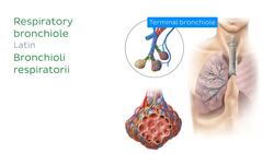 Bronchioles and alveoli Instructional Video