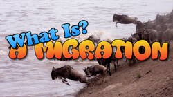 What is Migration? Instructional Video