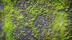 Scientists find tardigrade with a glowing blue protective shield Instructional Video