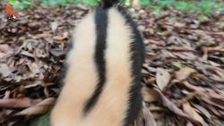 SKUNKED! Instructional Video