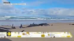 Tasmania grappled with complex rescue of stranded Dolphins News Clip