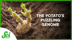 Why Genetic Engineering Can’t Do Everything (Yet) Instructional Video