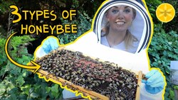 3 Types of Bee in a Hive | Beekeeping with Maddie Instructional Video
