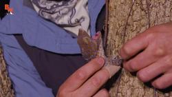 CHOMPED by a GECKO! Instructional Video