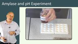 Amylase and pH Experiment: Observing and Collecting Results Instructional Video
