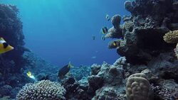 Ocean. Underwater life in the ocean. Colorful corals and fish. Stock Footage