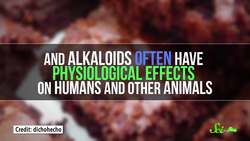 Why Can't Dogs Eat Chocolate? Instructional Video