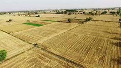 Empty field after wheat crop harvesting during summer season. Stock Footage