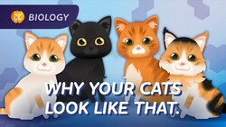 Intro to Genetics: Why Your Cat Looks Like That: Crash Course Biology #31 Instructional Video