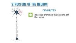 The Neuron: Building Blocks of the Nervous System Instructional Video
