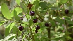 A Best Kept Secret: STEM Research at Tribal Colleges and Universities Instructional Video