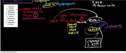 Aminoacyl tRNA Synthetase Class I Physiology, Biochemistry, and Mechanism Instructional Video