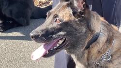 Westport police sets up GoFundMe to support K-9 unit that relies solely on public donations News Clip