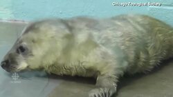 Baby grey seal born at Illinois zoo News Clip