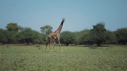 Science Kids: Giraffes Instructional Video
