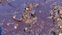 CLEAN : Beaches in eastern Venezuela close due to oil spill : local authorities News Clip