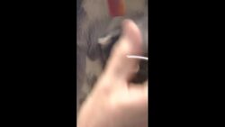 Lucy the lemur becomes new mom in time for Mother's Day News Clip