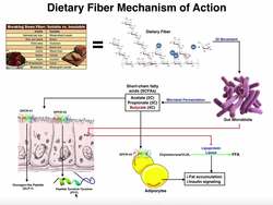 What are the Physiological Mechanisms of Dietary Fiber? Instructional Video